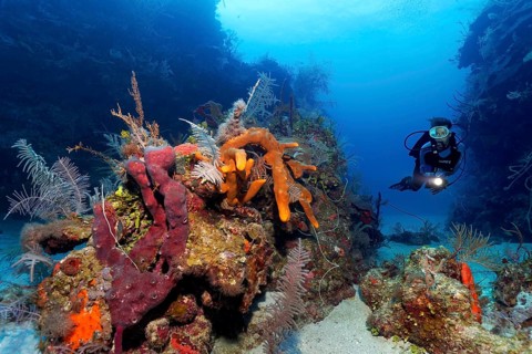 Diver swimming through reef cut and looking at patch reef with various sponges and corals