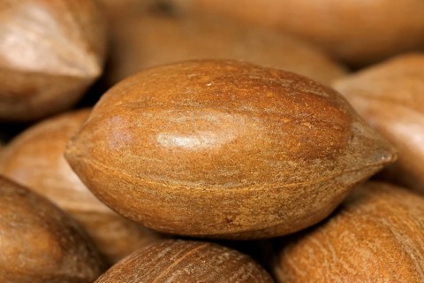 Pecan (Carya illinoinensis)