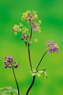 Columbine greater meadow rue (Thalictrum aquilegiifolium)