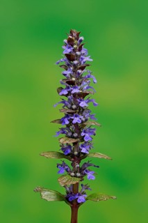 Blue bugle (Ajuga reptans)