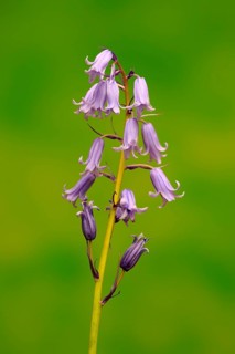 Spanish bluebell (Hyacinthoides hispanica)