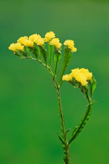 Sea Lavender (Limonium)