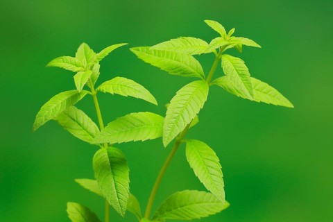 Lemon verbena (Aloysia triphylla)