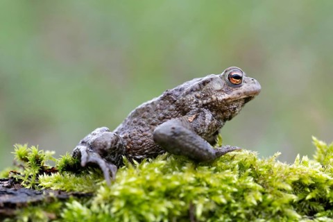 Common toad (Bufo bufo)