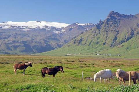 Icelandic horses in the pasture