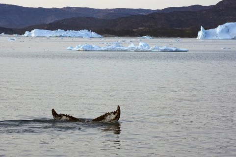 Humpback whale fluke in front of icebergs