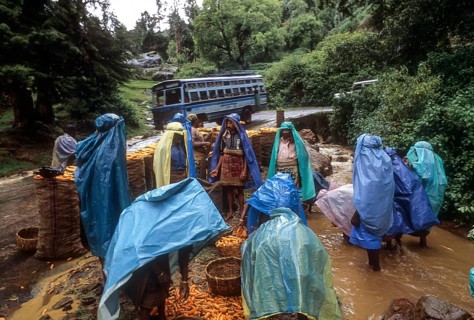 Carrot cleaning on a Rainy day (Monsoon) at Ooty