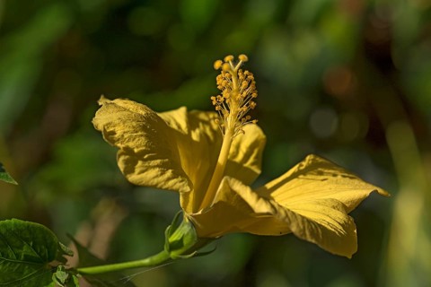 Yellow flower of Hibiscuses (Hibiscus)