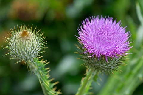 Cotton thistle (Onopordum acanthium)