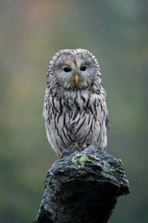 Ural owl (Strix uralensis)