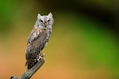 European scops owl (Otus scops)