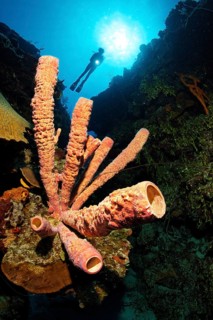 Stove pipe Sponge (Aplysina archeri) on coral reef wall