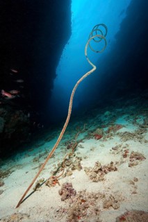 Spiral wire coral (Cirrhipathes spiralis)