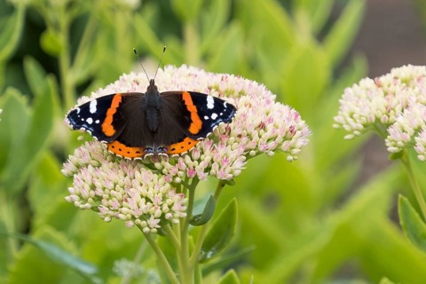 Red Admiral (Vanessa atalanta)