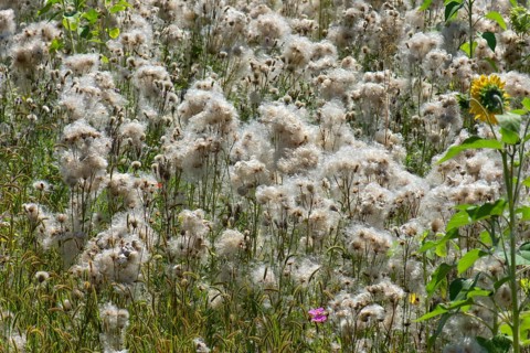 Field with faded Creeping thistle (Cirsium arvense)