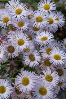 Autumn aster (Symphyotrichum)