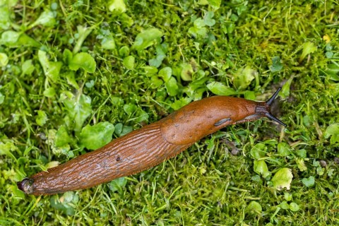 Red slug (Arion rufus)
