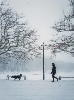 Man walking his dog in the city park. Silhouette of a person and pet wandering the snowy street in a cold winter morning. Blizzard and snowfall weather