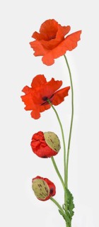 Poppy flowers (Papaver rhoeas)