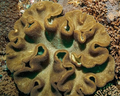 Mushroom Leather Coral (Sarcophyton ehrenbergi)
