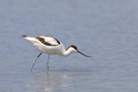 Black capped avocet (Recurvirostra avosetta)