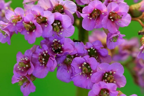 Bergenia