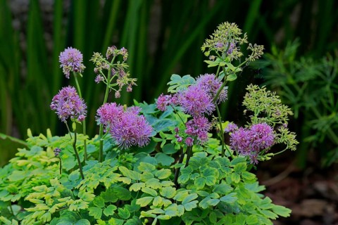 Columbine greater meadow rue (Thalictrum aquilegiifolium)