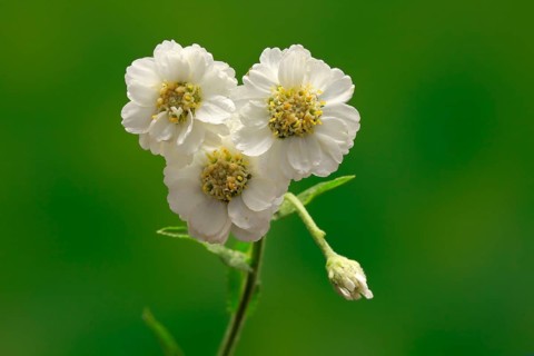 Fine leaved water dropwort (Oenanthe aquatica)