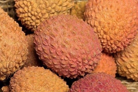 Lychee (Litchi chinensis)