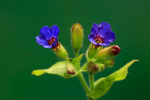 Common lungwort (Pulmonaria officinalis)