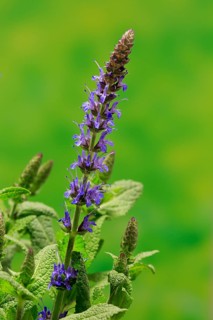 Woodland sage (Salvia nemorosa)