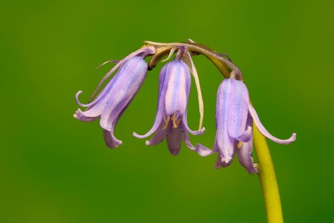 Spanish bluebell (Hyacinthoides hispanica)