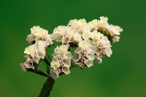 Sea Lavender (Limonium)