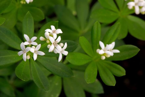 Woodruff (Asperula odorata)