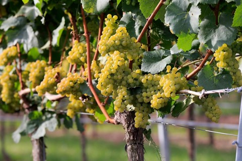 Grape vine (Vitis vinifera)