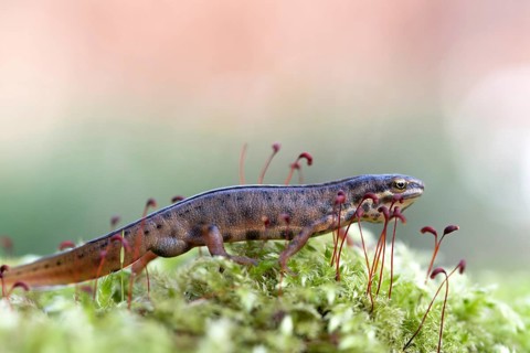 Common newt (Lissotriton vulgaris) in the moss