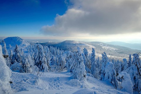 Snow-covered spruces