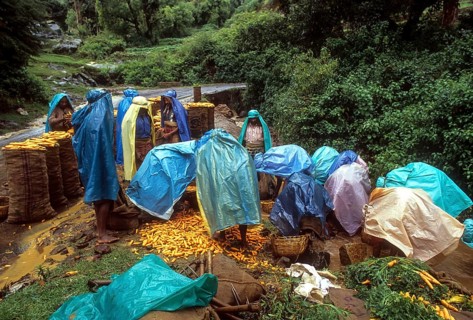 Carrot cleaning on a Rainy day (Monsoon) at Ooty