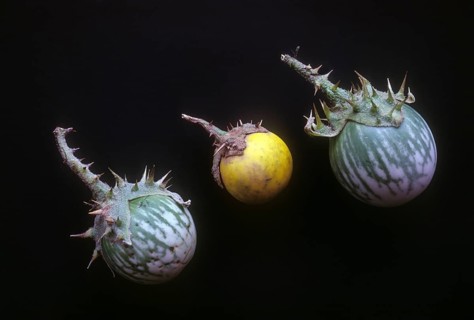 Solanum surattense burm: Solanum xanthocarpum: YEllow berried nightshade