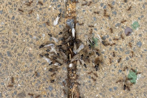 Ants swarm out of the burrow for the nuptial flight