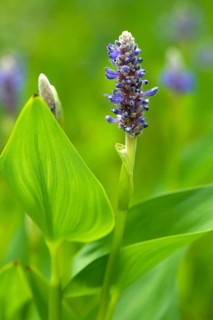 Pickerelweed (Pontederia cordata)