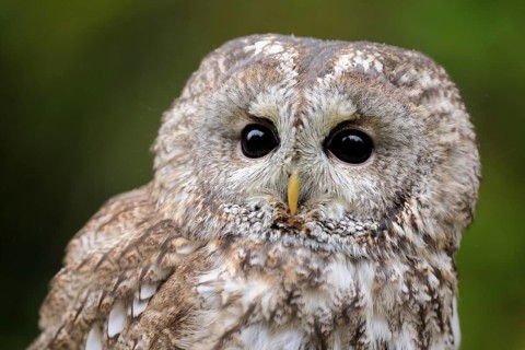 Tawny owl (Strix aluco)