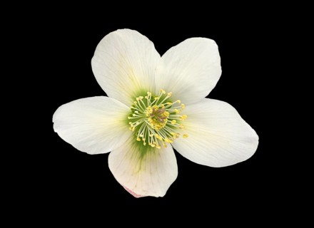 Oriental hellebore (Helleborus orientalis)
