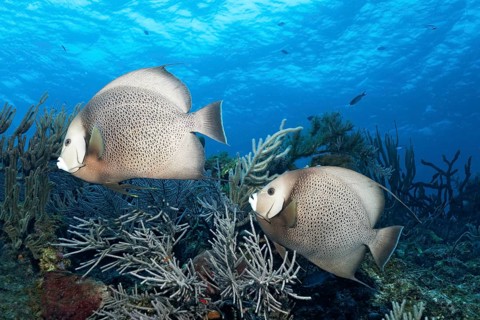 Gray angelfish (Pomacanthus arcuatus)