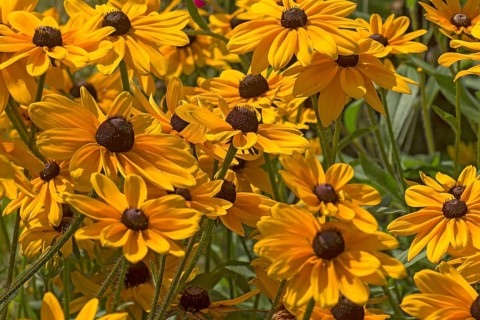 Yellow coneflower (Rudbeckia fulgida var. sullivantii)