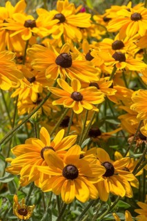 Yellow coneflower (Rudbeckia fulgida var. sullivantii)