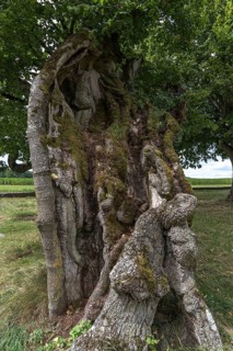 1000 year old tree trunk of a large leaved linden (Tilia platyphyllos)