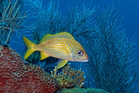 French grunt (Haemulon flavolineatum)