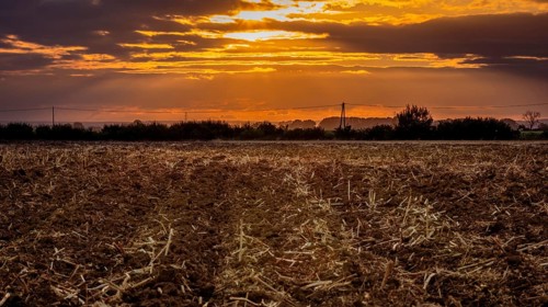 Plowed stubble