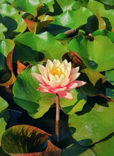 Close up of blooming coral pink color waterlily on the pond. Natural background with blossoming lotus flowers on the lake surface